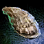 Oyster