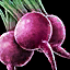 Beet